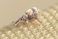 Ixapion variegatum