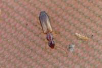 Paradromius linearis