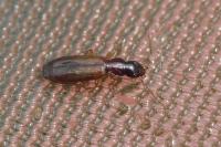 Paradromius linearis