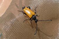 Stictoleptura fulva
