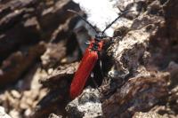 Lygistopterus sanguineus