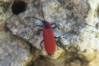 Lygistopterus sanguineus