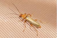 Cantharis rufa