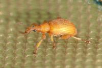 Apion frumentarium
