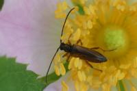 Alosterna tabacicolor