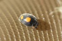Platynaspis luteorubra