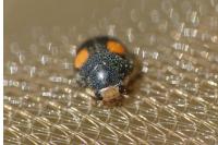 Platynaspis luteorubra