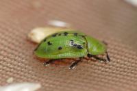 Cassida murraea
