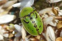 Cassida murraea