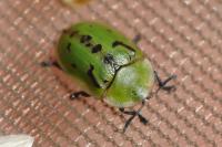 Cassida murraea
