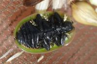 Cassida murraea