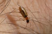 Demetrias atricapillus