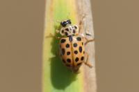 Anisosticta novemdecimpunctata