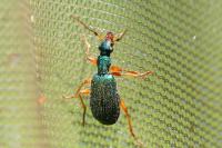 Drypta dentata