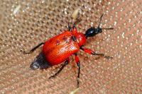 Apoderus coryli