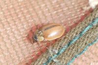 Aphidecta obliterata
