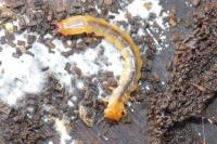 Pyrochroa coccinea