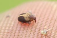 Lignyodes enucleator