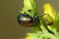 Chrysolina hyperici