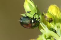Chrysolina hyperici