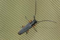 Phytoecia icterica