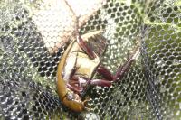 Hydrophilus piceus