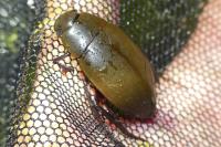 Hydrophilus piceus