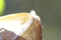 Hydrophilus piceus