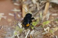 Cryptocephalus biguttatus