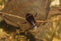 Hydaticus transversalis