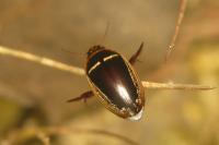 Hydaticus transversalis