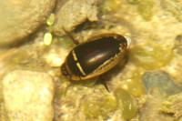Hydaticus transversalis