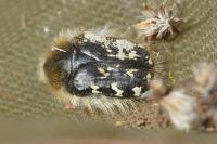Tropinota hirta