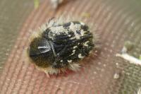 Tropinota hirta