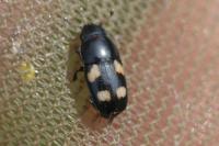 Glischrochilus quadrisignatus