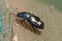 Glischrochilus quadrisignatus