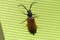 Drilus flavescens