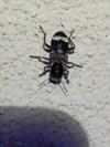 Clerus mutillarius