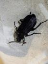 Necrodes littoralis