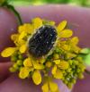 Tropinota hirta