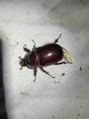 Oryctes nasicornis