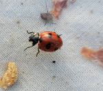 Coccinella magnifica