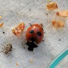 Coccinella magnifica