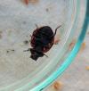 Coccinella magnifica