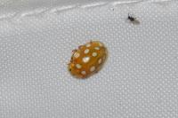 Halyzia sedecimguttata
