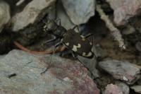 Cicindela hybrida