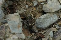 Cicindela hybrida