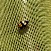 Coccinella hieroglyphica