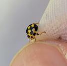 Propylea quatuordecimpunctata