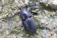 Dorcus parallelipipedus